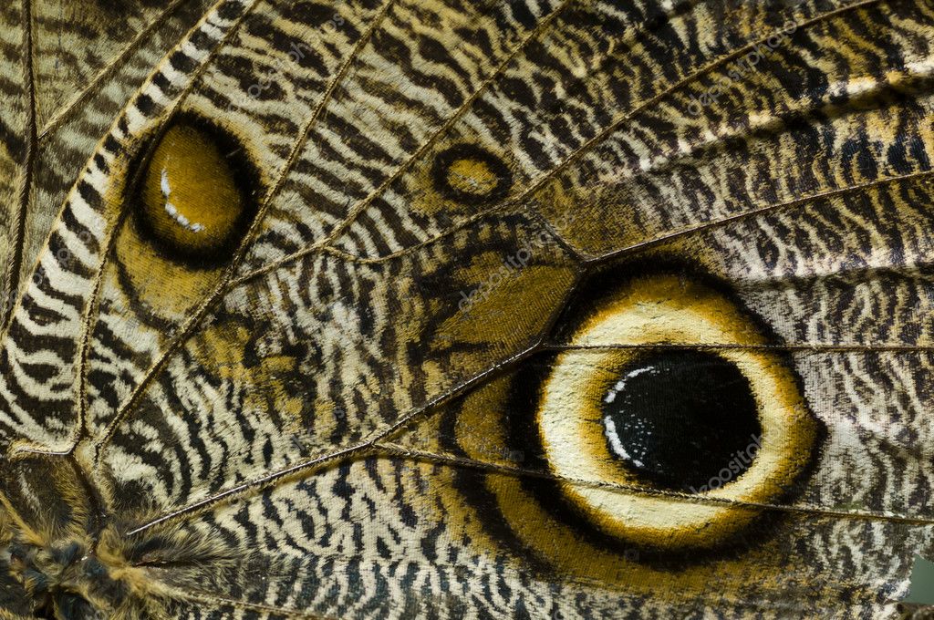 Close Up Of Butterfly Wing Stock Photo By ©alessandrozocc