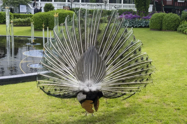 Erkek tavus kuşu — Stok fotoğraf