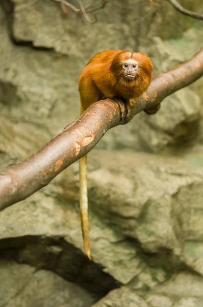 ライオンの tamarin の猿 — ストック写真