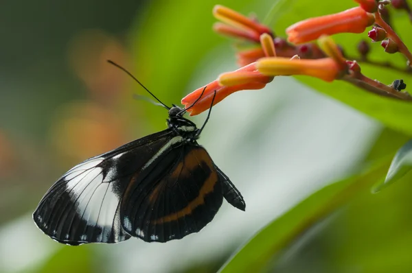 Mariposa tropical — Foto de Stock