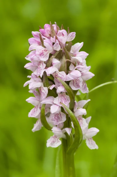 Orquídea europeia selvagem — Fotografia de Stock