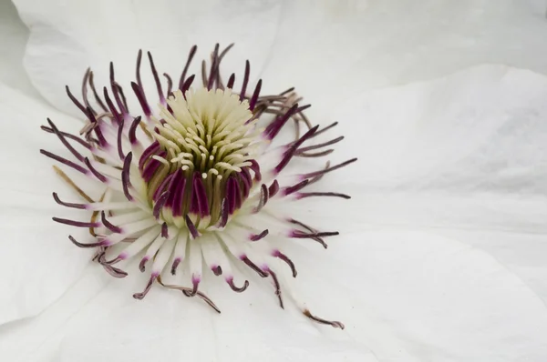 Witte clematis bloem — Stockfoto
