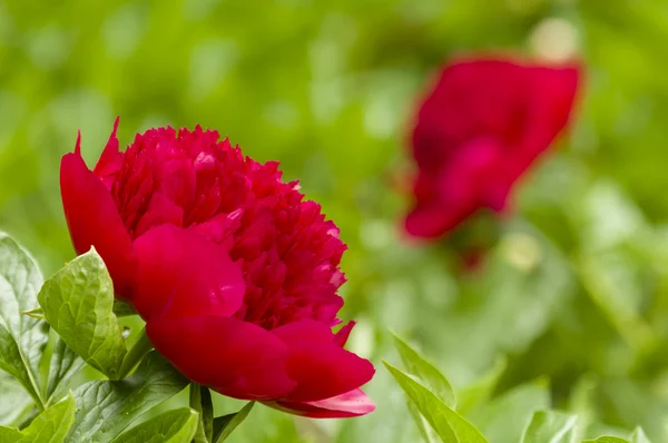 Цветы Red Paeon — стоковое фото