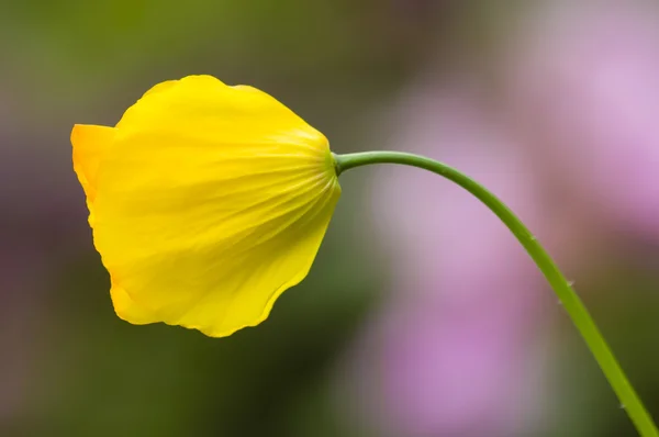 Žlutý květ máku — Stock fotografie