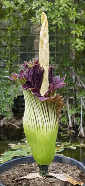 Amorphophallus titanum, titan arum, flor de cadáver — Fotografia de Stock