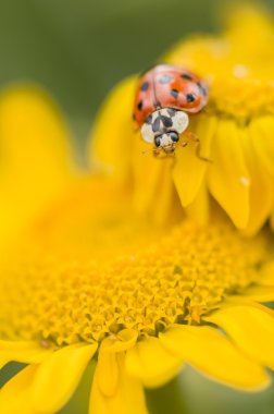 Adalia'da decempunctata, on-benekli ladybird