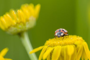 Adalia'da decempunctata, on-benekli ladybird