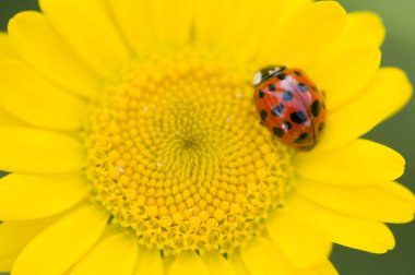 Adalia'da decempunctata, on-benekli ladybird