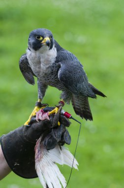 Peregrine Falcon (Falco peregrinus eğitim