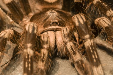 tarantula örümceği