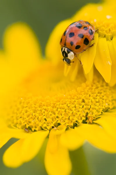 Marienkäfer auf gelben Blüten, Coccinella — Stockfoto