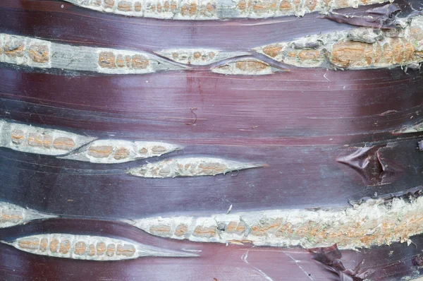 Detalj av prunus barken — Stockfoto