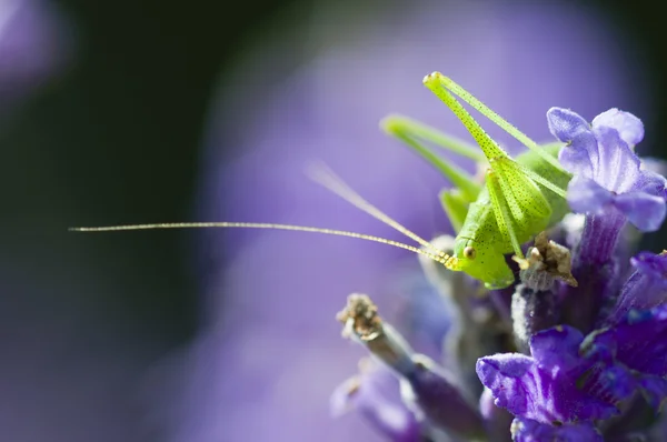 Gräshoppa på lavendel blommor — Stockfoto