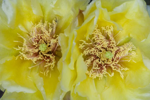 Kwiatów Opuntia — Zdjęcie stockowe