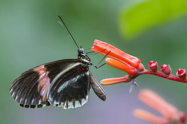 Tropical butterfly — Stock Photo, Image