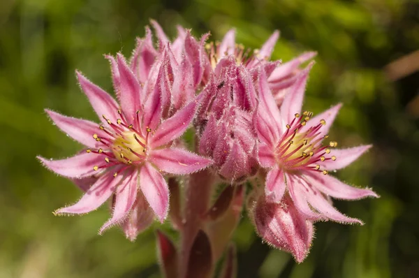 stock image Pink flowers