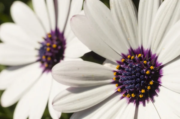 Sedmikráska květ detail — Stock fotografie