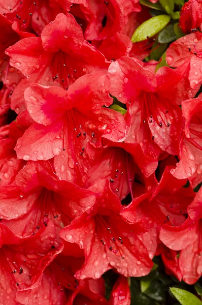 Red azalea flowers — Stock Photo, Image