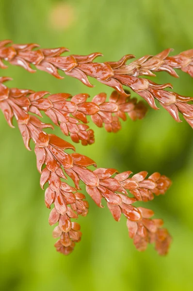 Folhas de cypressus marrom — Fotografia de Stock
