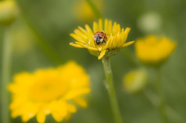 Ladybug with dew drop — Stock Photo, Image