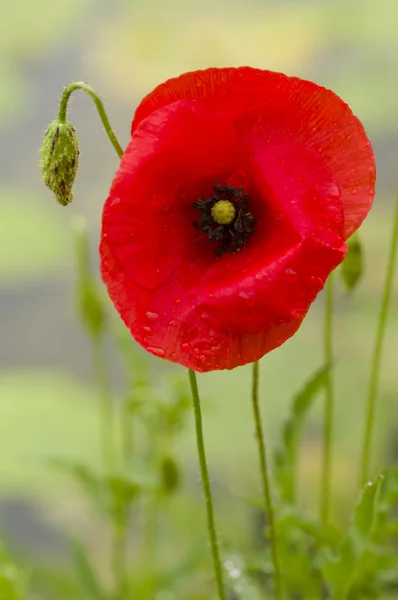 Flor de amapola roja — Foto de Stock