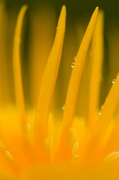 Žlutý květ detail — Stock fotografie