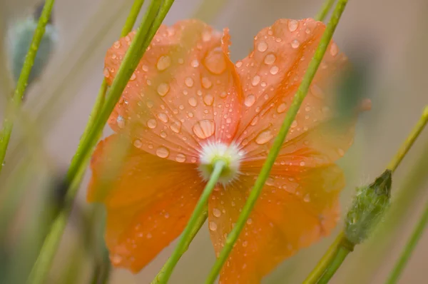 Flor de papoula laranja — Fotografia de Stock