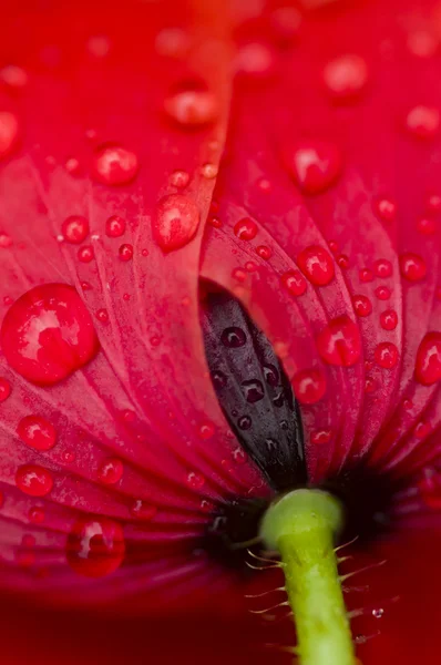 붉은 파피 꽃 — 스톡 사진