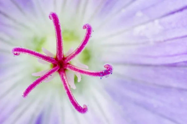 제라늄 꽃의 근접 촬영 — 스톡 사진