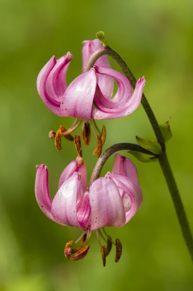 Wild lilium flowers — Stock Photo, Image