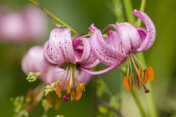 stock image Wild lilium flowers