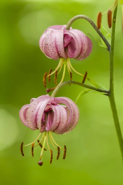Flores de lílio selvagem — Fotografia de Stock