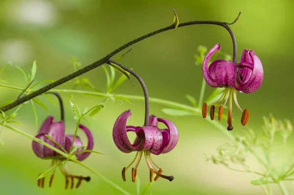 Flores de lílio selvagem — Fotografia de Stock