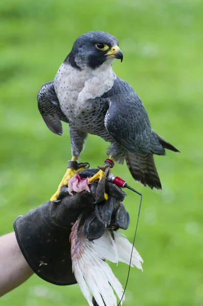 Peregrine Falcon (Falco peregrinus on training — Stock Photo, Image