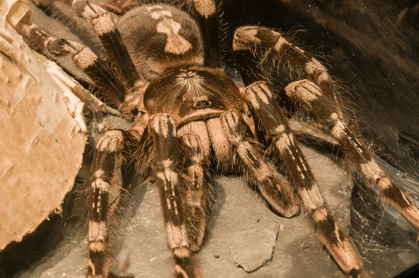 Tarantula spider — Stock Photo, Image