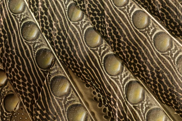 コトドリ亜科の羽 — ストック写真