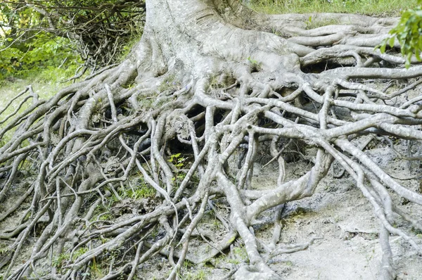 stock image Tree Root system