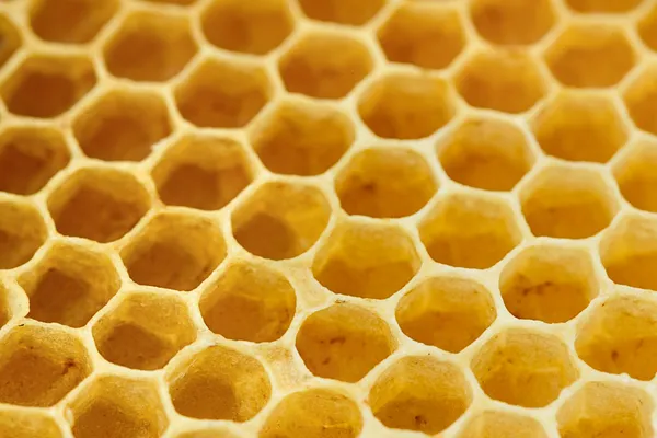 Söt gul honeycomb — Stockfoto