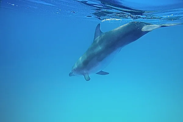Dolphin onder water — Stockfoto