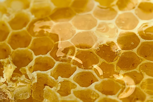 Delicioso favo de mel perto — Fotografia de Stock