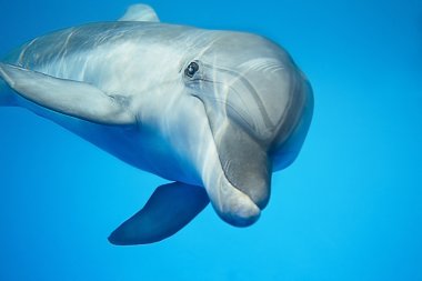 Dolphin under water clipart