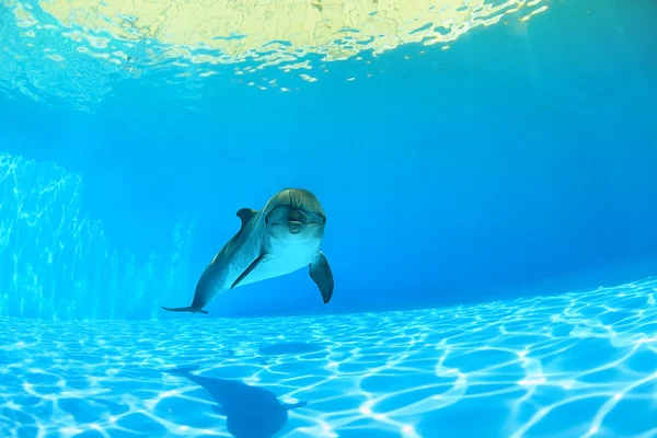 Delphin unter Wasser — Stockfoto