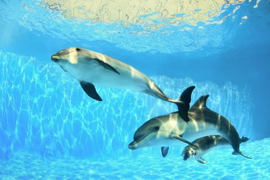 Картина, постер, плакат, фотообои "дельфины под водой картины цветы", артикул 11454121