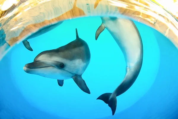 Divertidos delfines marinos — Foto de Stock
