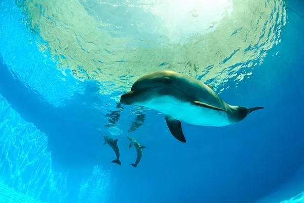 Δελφίνια στη μείωση — ストック写真