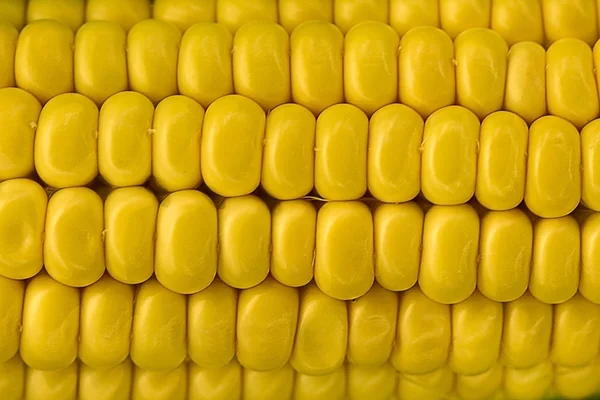 Oren van maïs — Stockfoto