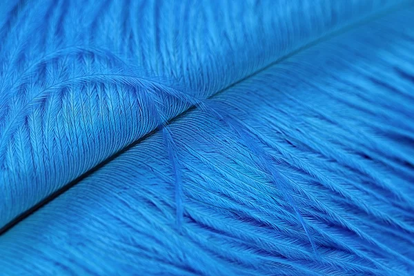 stock image Beautiful blue quill