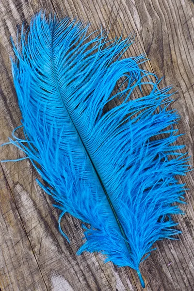 Ярко-голубое перо — стоковое фото