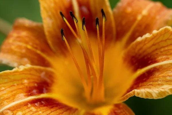 Oranžová lilie bud — Stock fotografie
