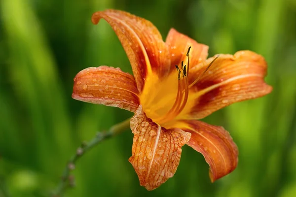 Oranžový květ lilie — Stock fotografie
